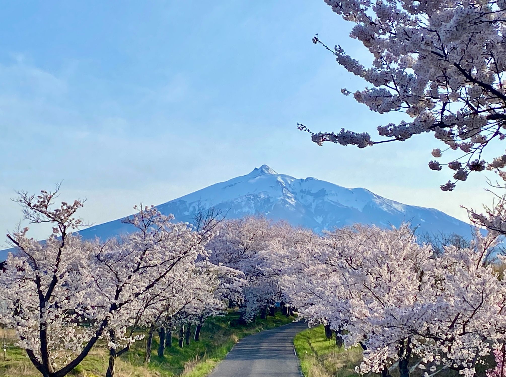 鶴田町・雪の桜並木 | 青森びいき