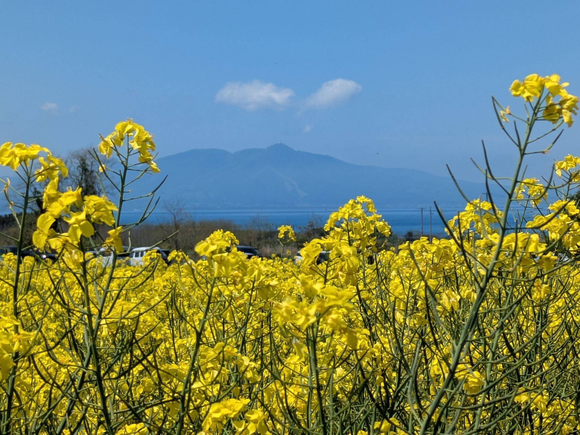 横浜町 【菜の花フェスティバル】 | 青森びいき