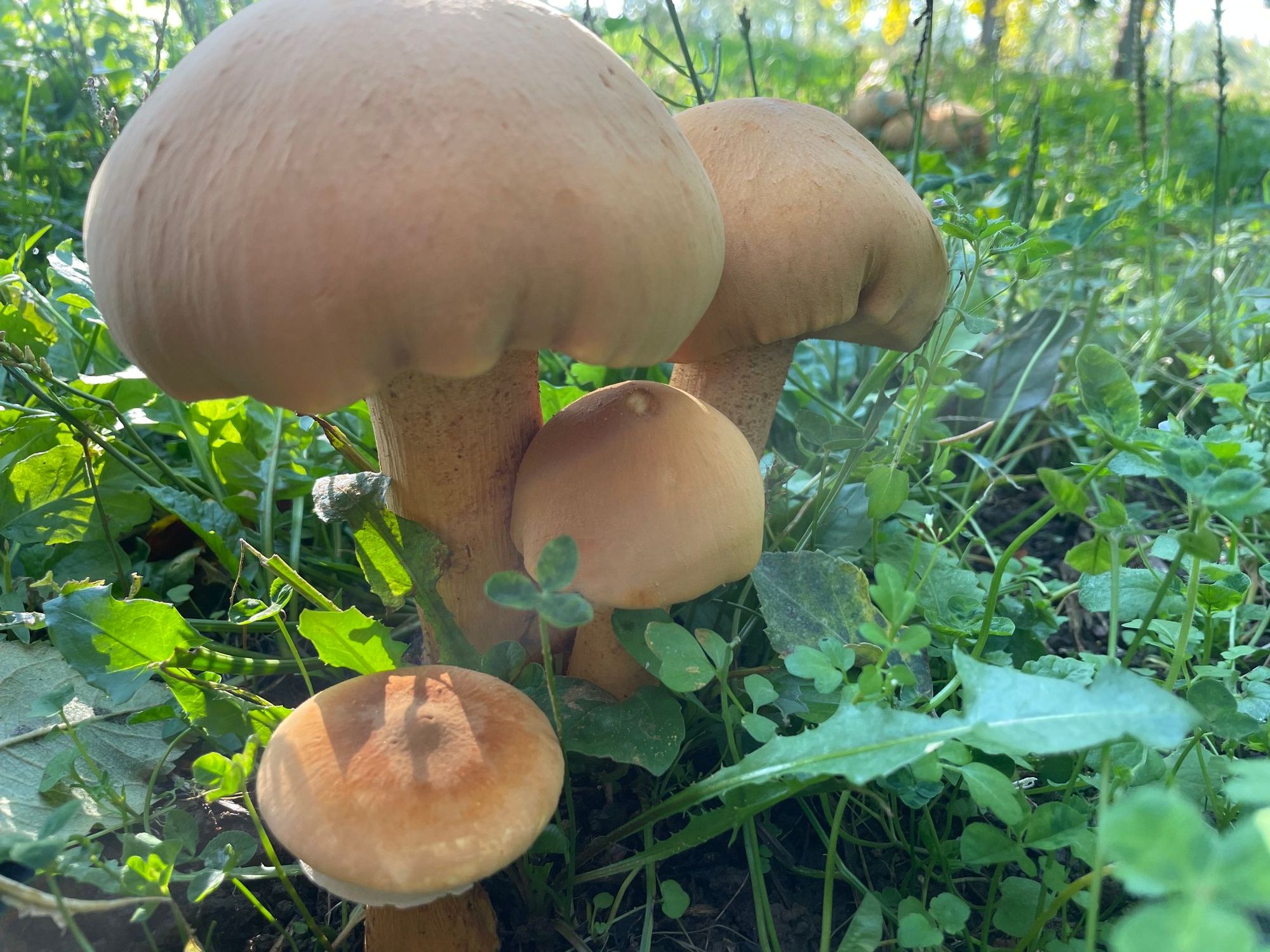 11/6朝の岩木山 | 青森びいき