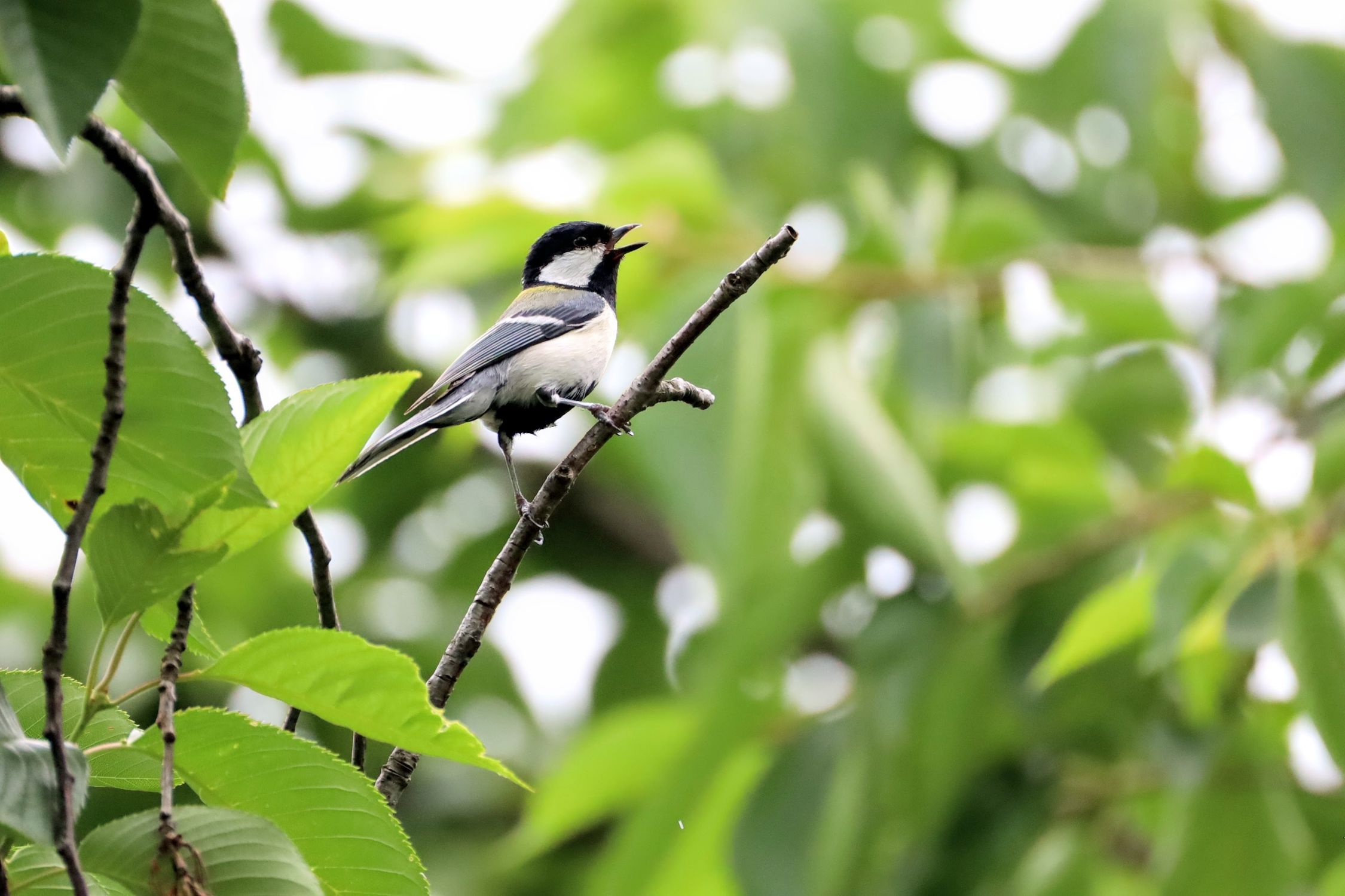 弘前公園の野鳥 | 青森びいき