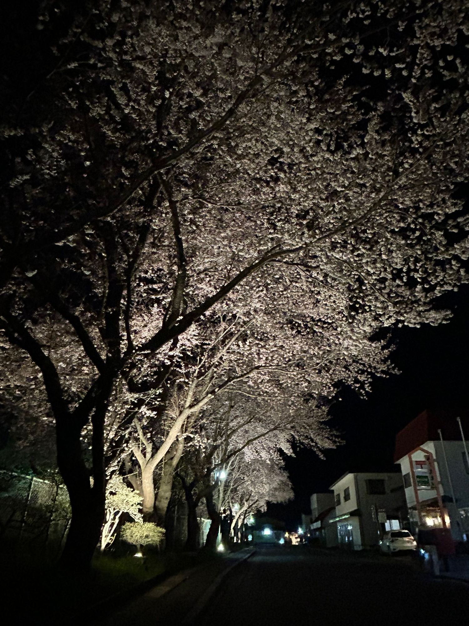田子町サンモールで幻想的な夜桜を楽しもう！ | 青森びいき