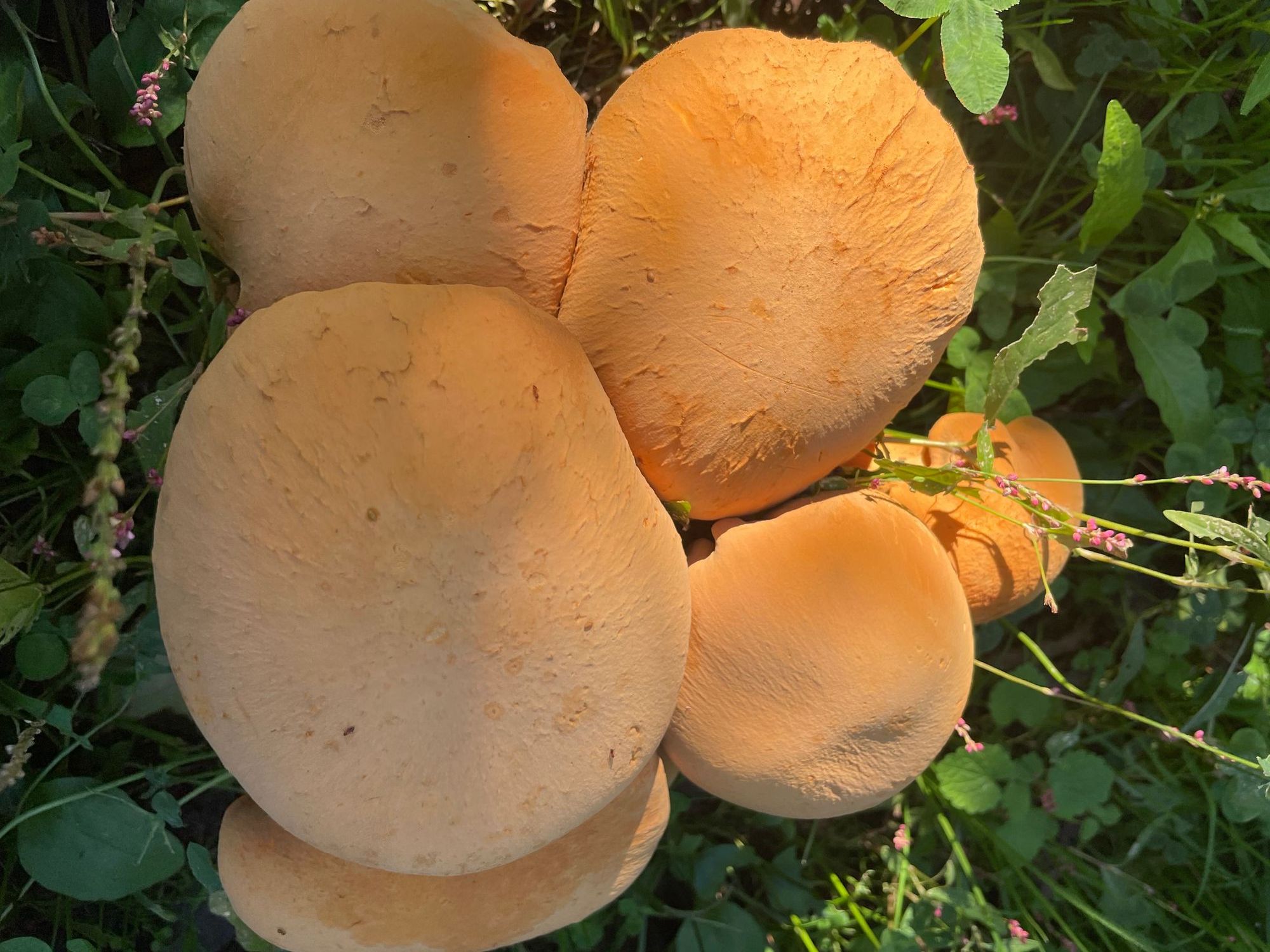 11/6朝の岩木山 | 青森びいき