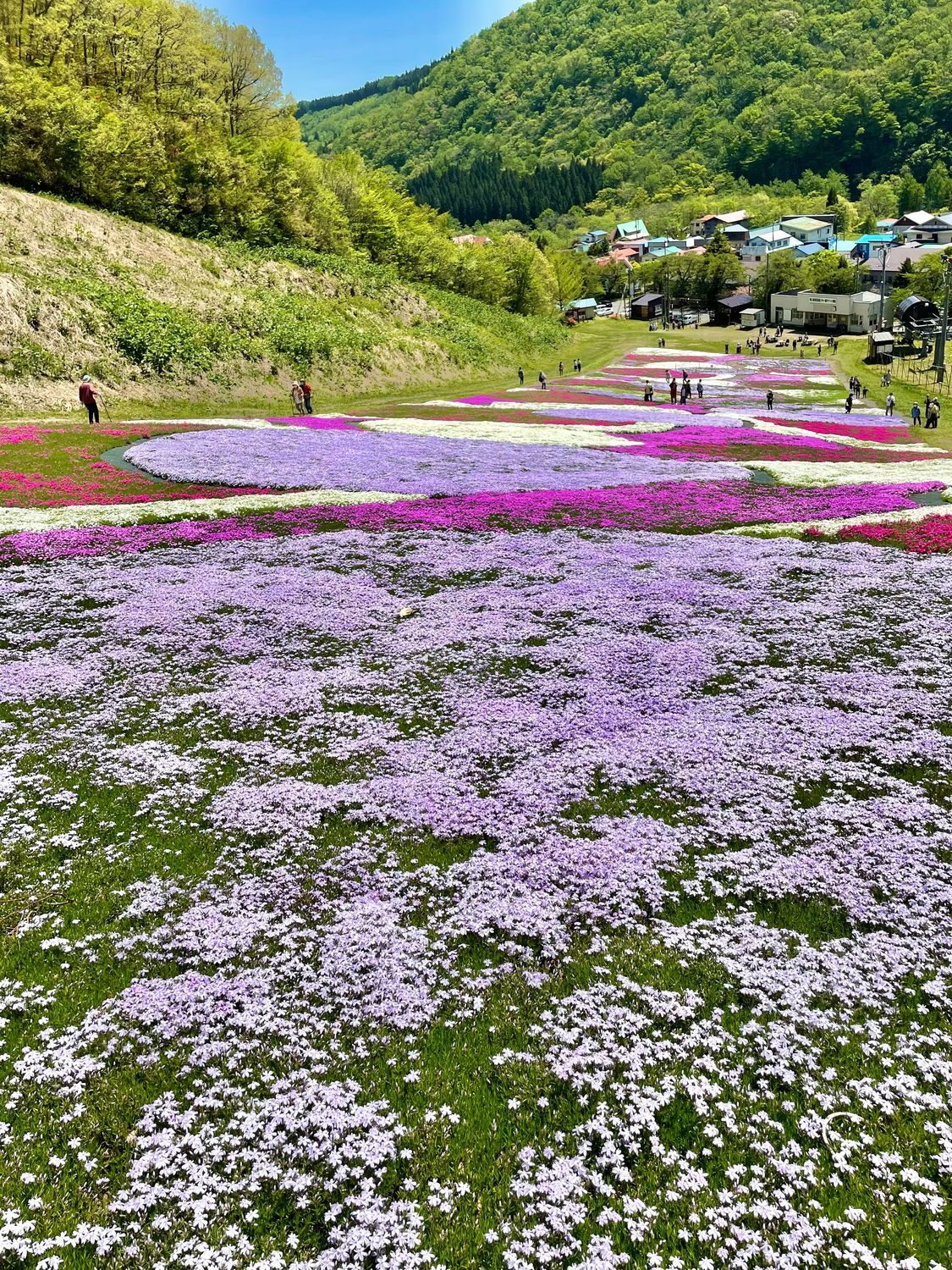 奥入瀬渓流温泉スキー場の芝桜 📍十和田市 | 青森びいき