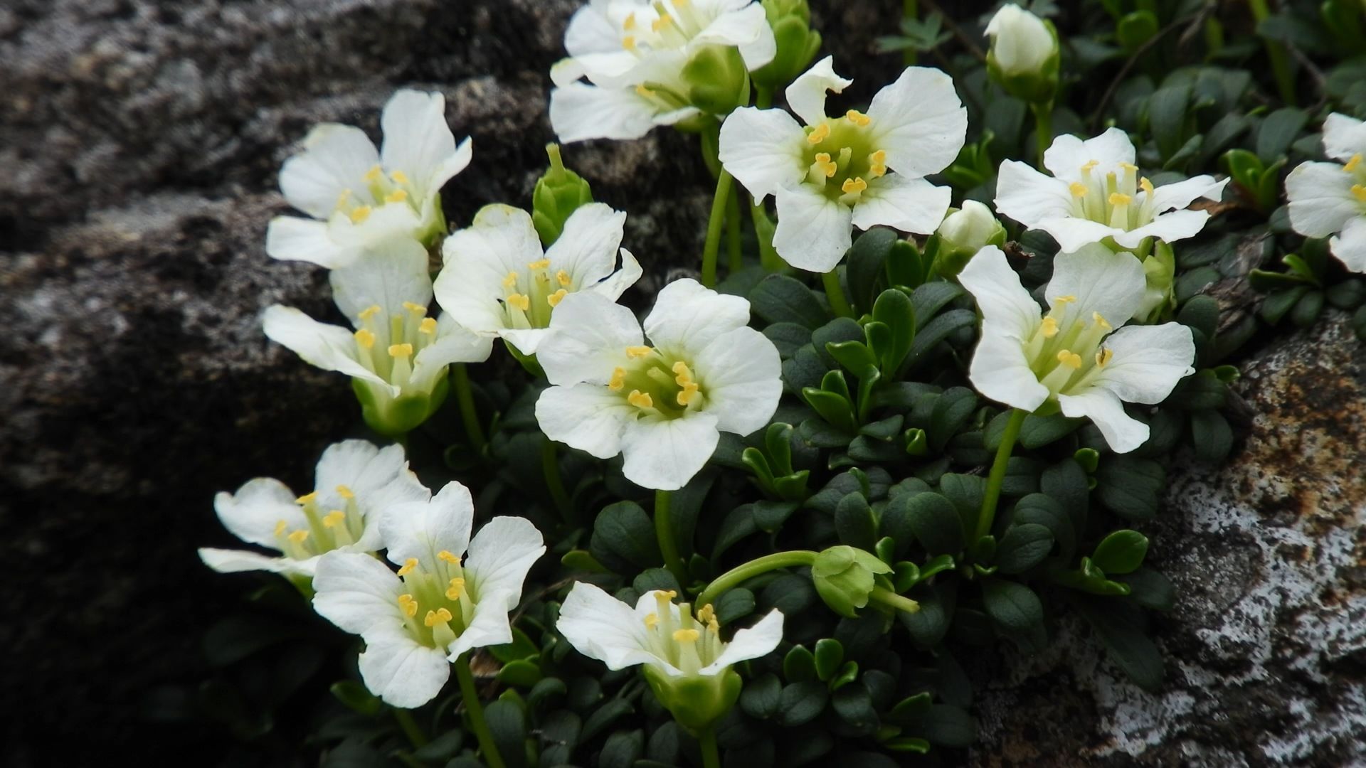 ❀半世紀ぶりに岩木山に登る。 | 青森びいき