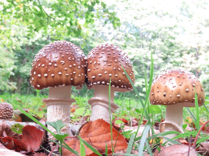 身近なきのこ』盛岡うえっこの会・青森市森林博物館友の会によるきのこ図鑑