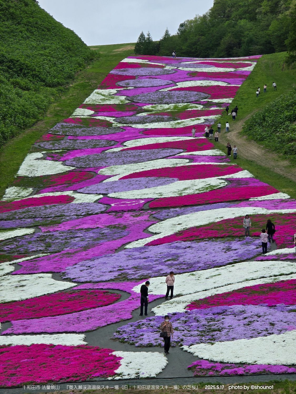 十和田市】奥入瀬渓流温泉スキー場の芝桜(2025.5.17) | 青森びいき