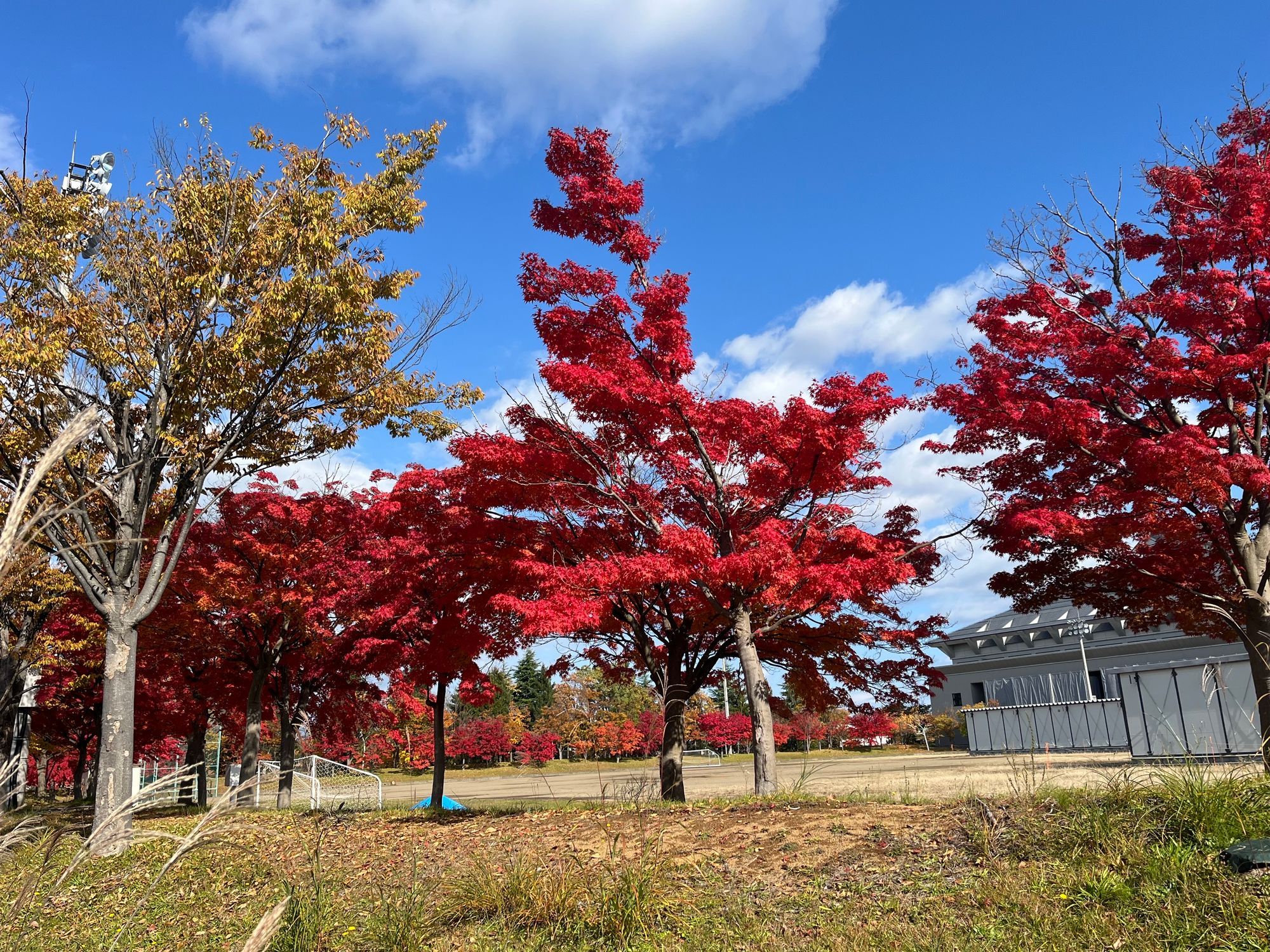 秋色さんぽ】弘前運動公園で感じる紅葉日和と今年のどんぐり事情