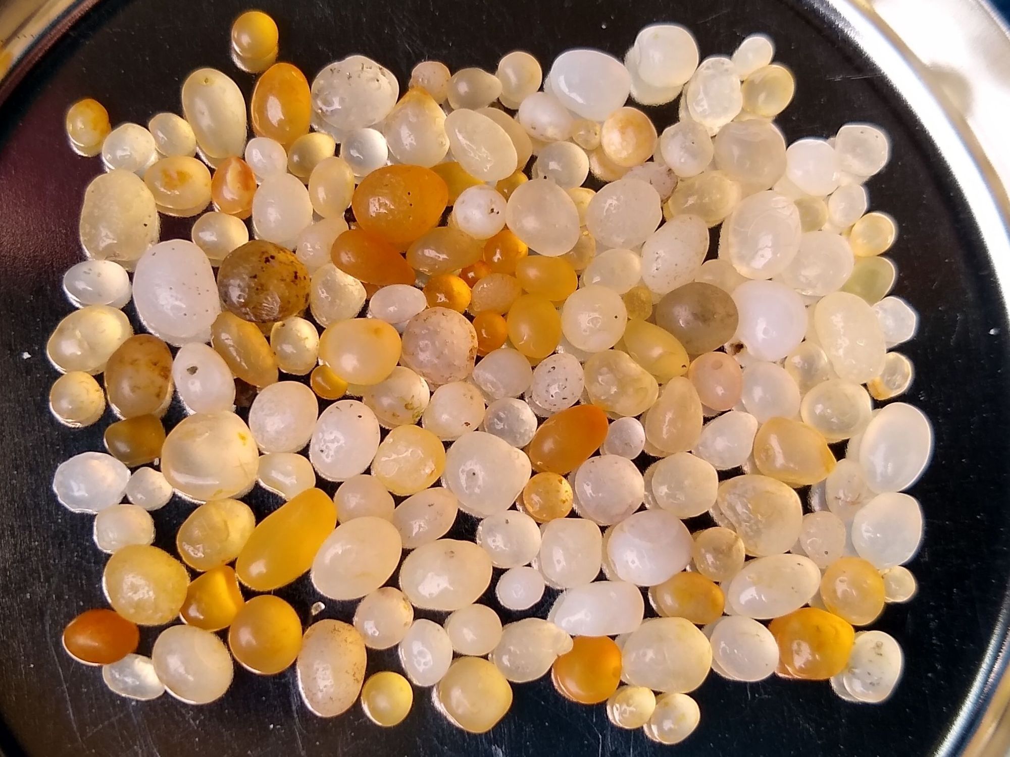 ビーチコーミング 今別町 舎利石 | 青森びいき