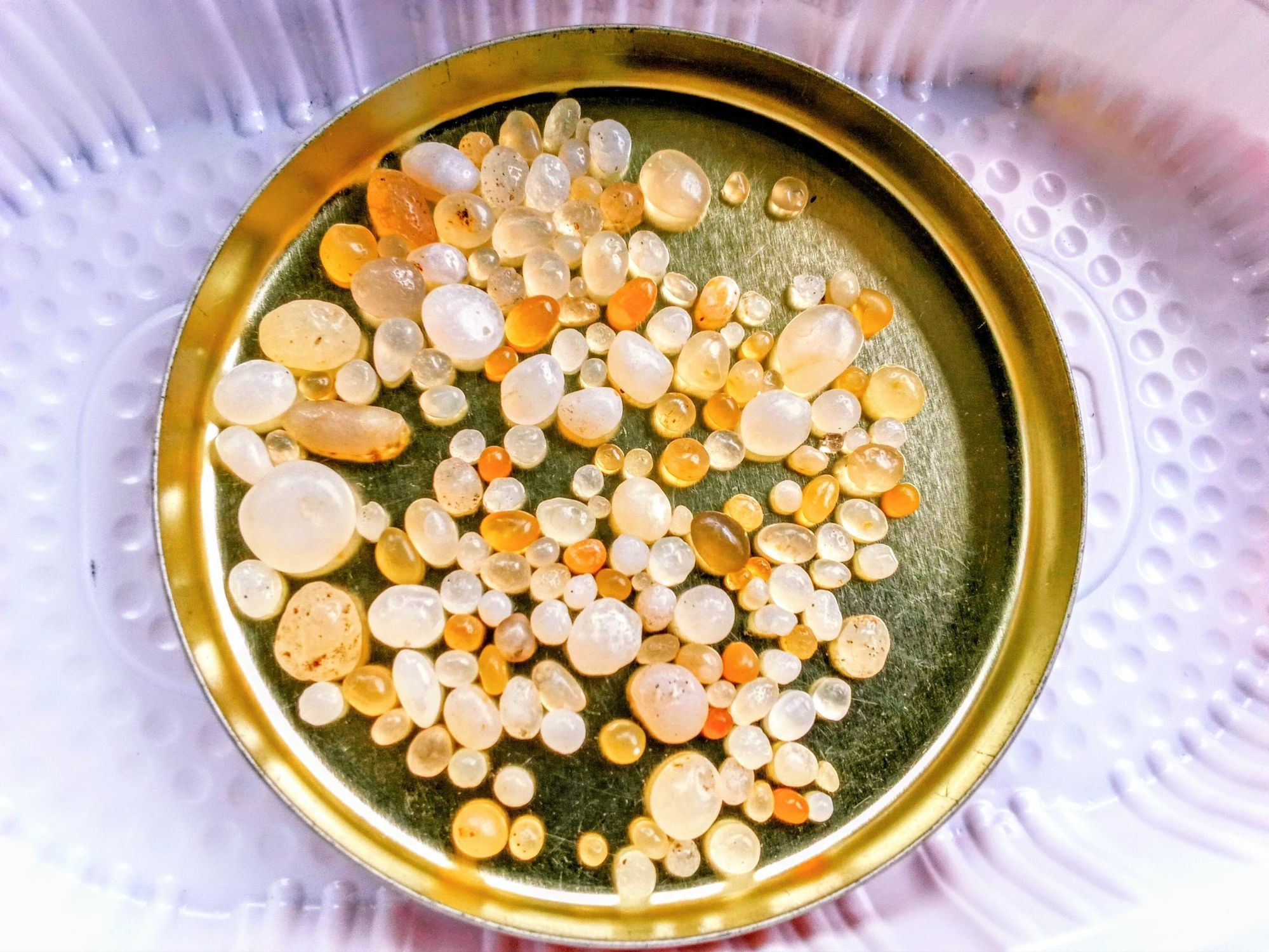 ビーチコーミング 舎利石 2025/10/31 1時間勝負 | 青森びいき