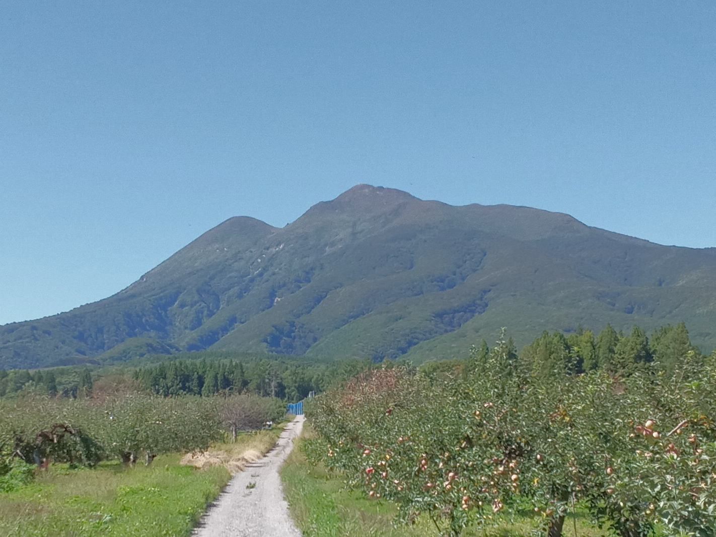 黄色いくまさん　青森岩木山採取　あけび蔓　150cm～ 15kg　1 黄色いくまさん 青森岩木山採取 あけび蔓 150cm～ 15kg 2 2025年