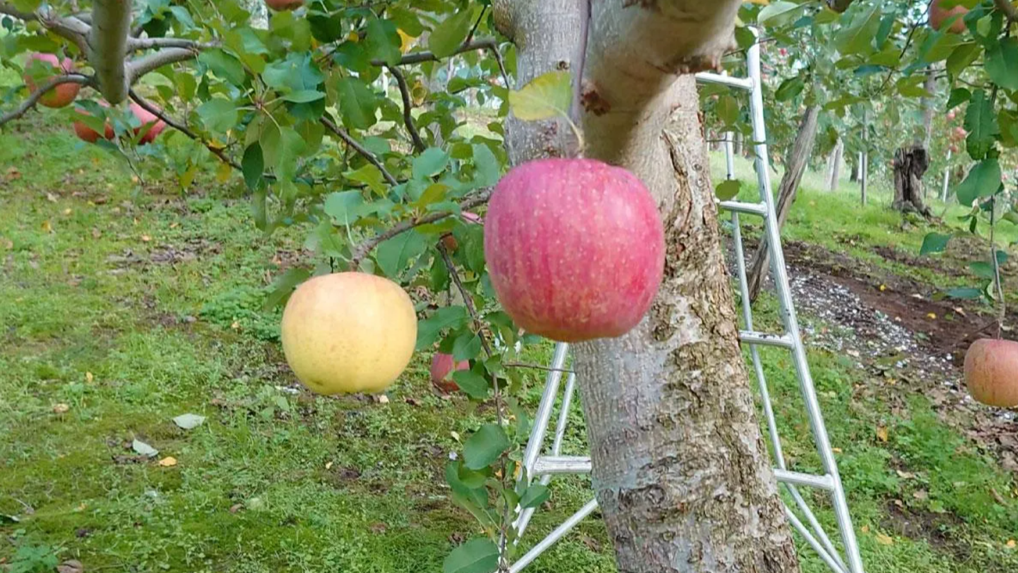 これぞ奇跡のりんご！ ふじの木に実った謎の黄金のりんご | 青森びいき