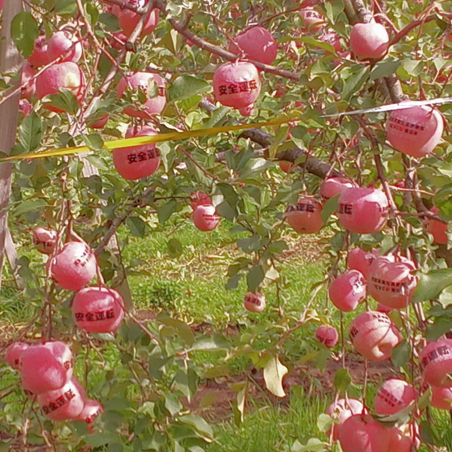 津軽サービスエリア「りんご園」の開園について | 青森びいき