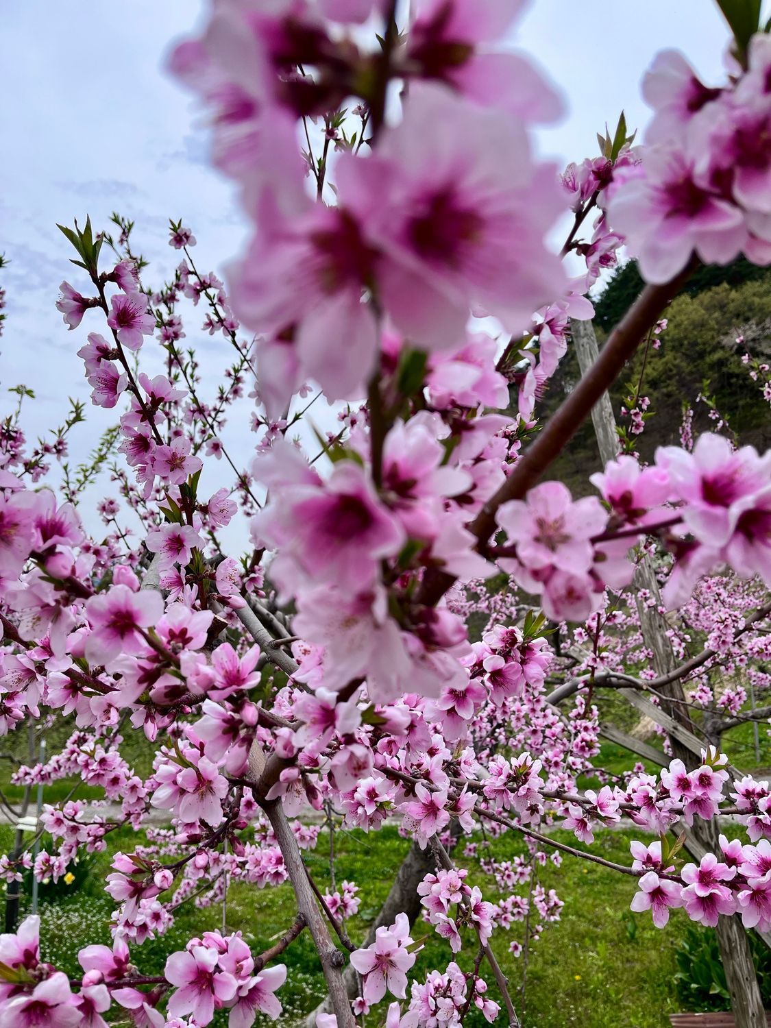 桃の花､梨の花が一気に | 青森びいき