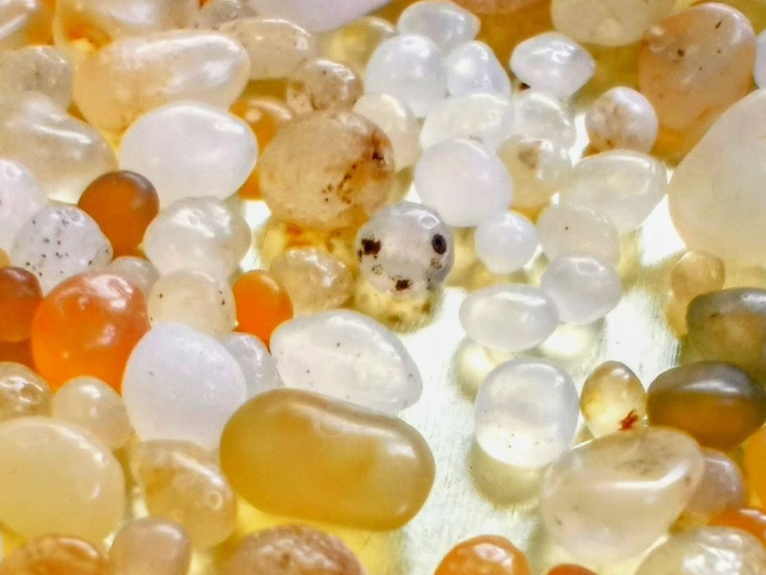 ビーチコーミング 舎利石 たぶん1000粒超え（ここ数年で最多