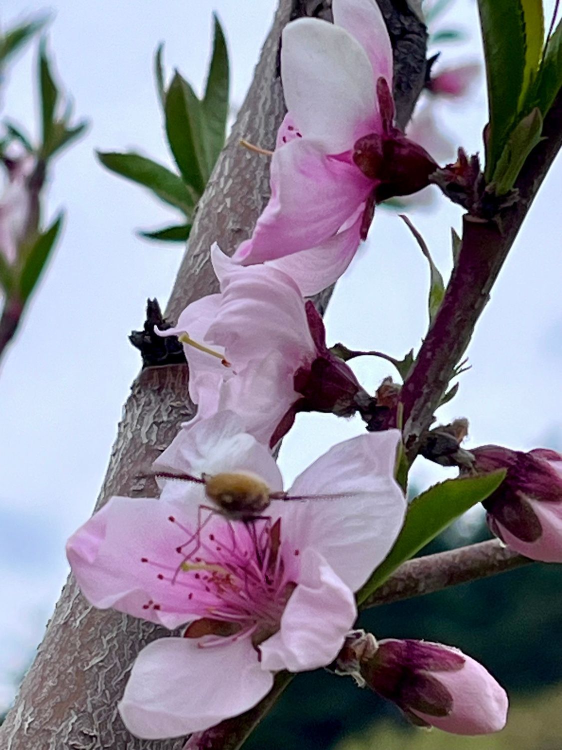 桃の花､梨の花が一気に | 青森びいき