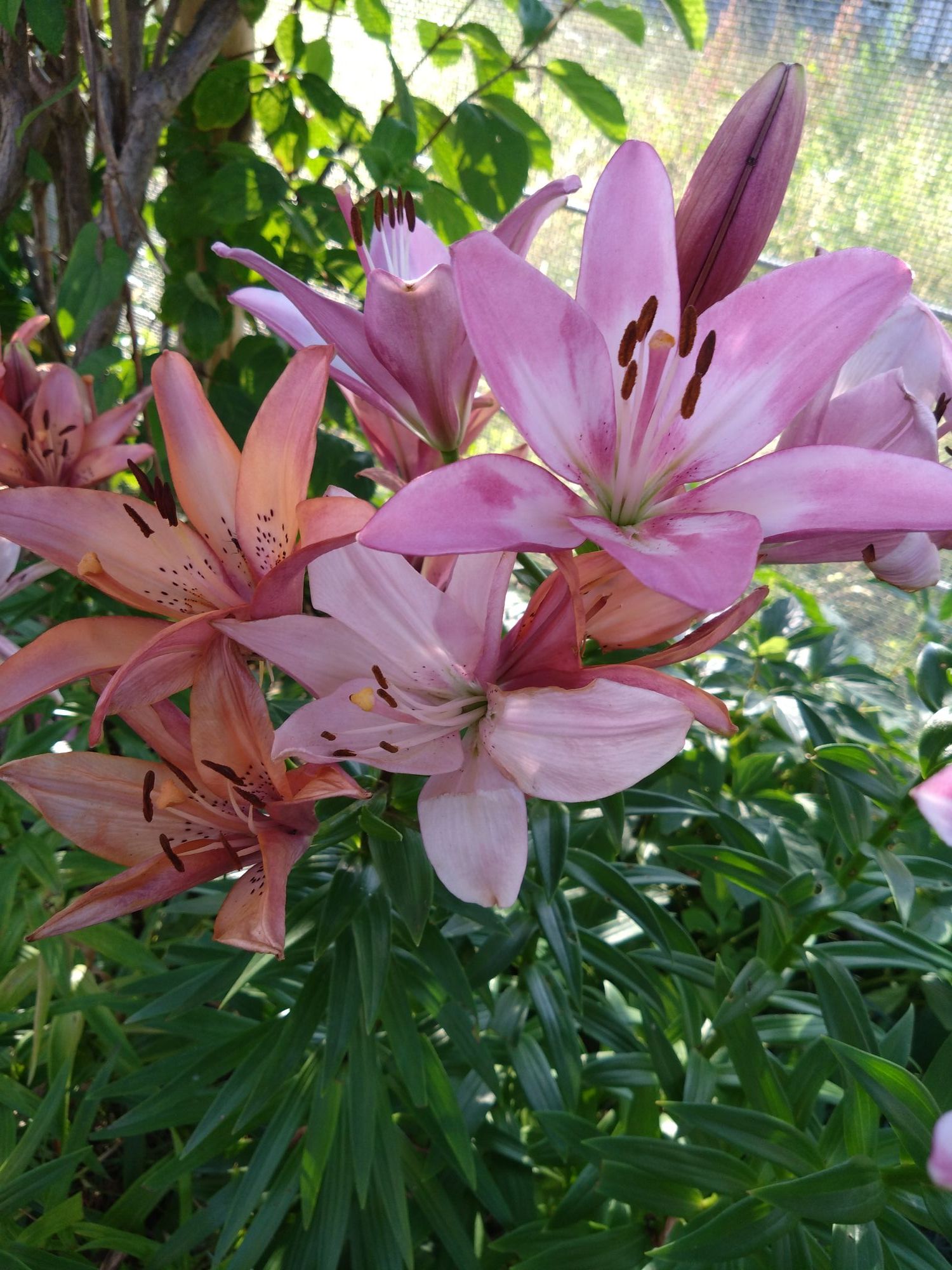 夏の花たち | 青森びいき