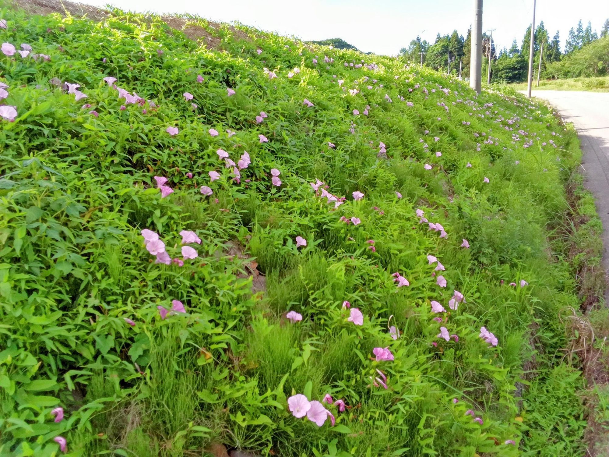 鰺ヶ沢〜嶽きみ畑 岩木山 2025/07/20 朝 | 青森びいき