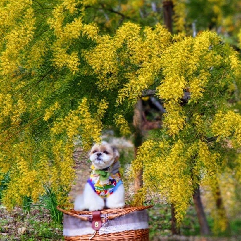 ミモザ💛 | わんちゃんライフ広場