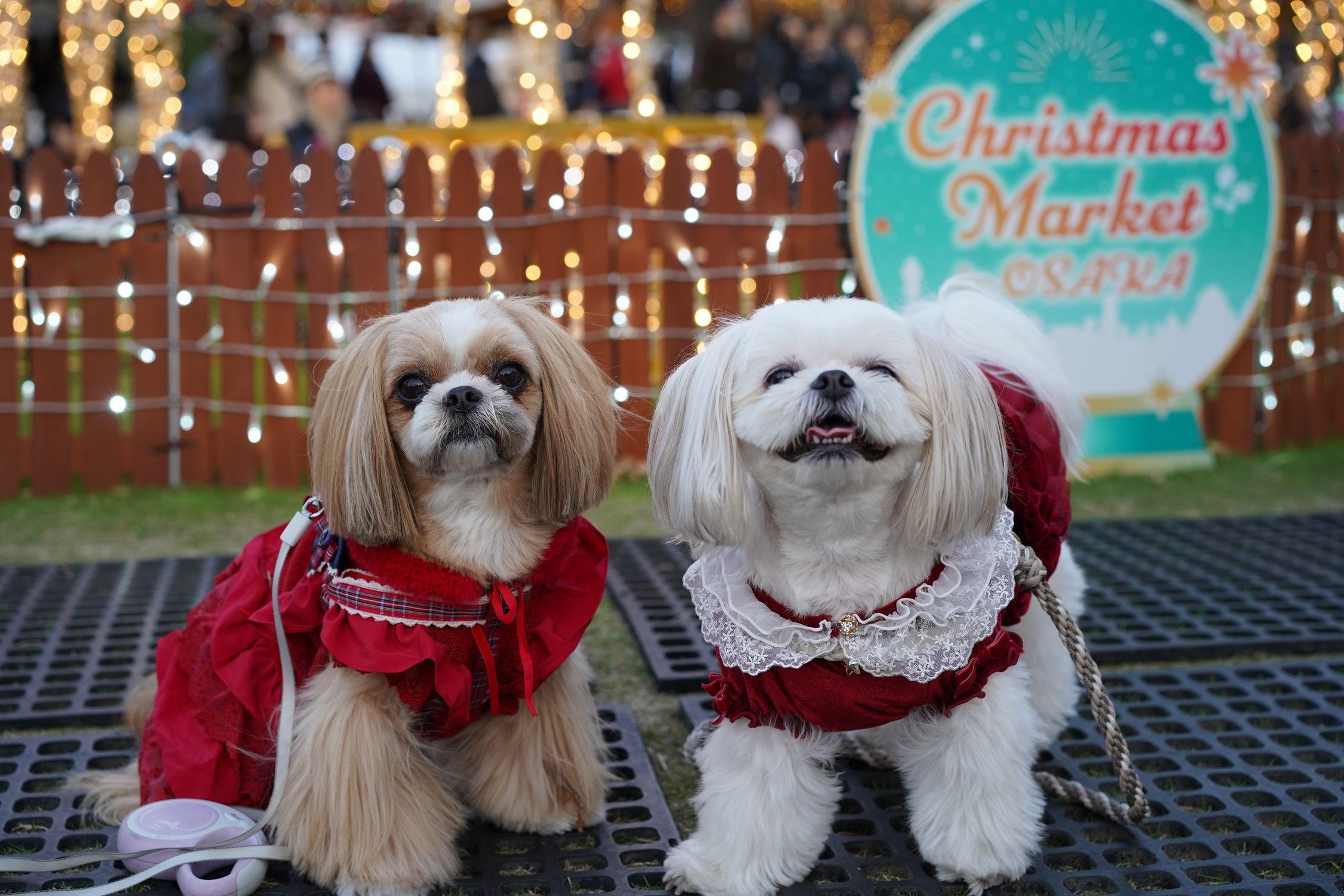 大阪遠征〜VOL.4 てんしば クリスマスマーケット〜 | わんちゃんライフ広場