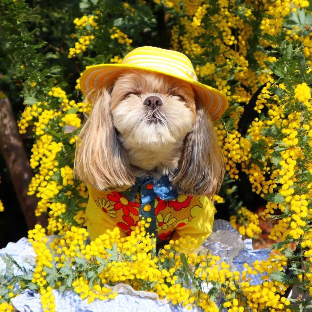 ミモザ💛 | わんちゃんライフ広場