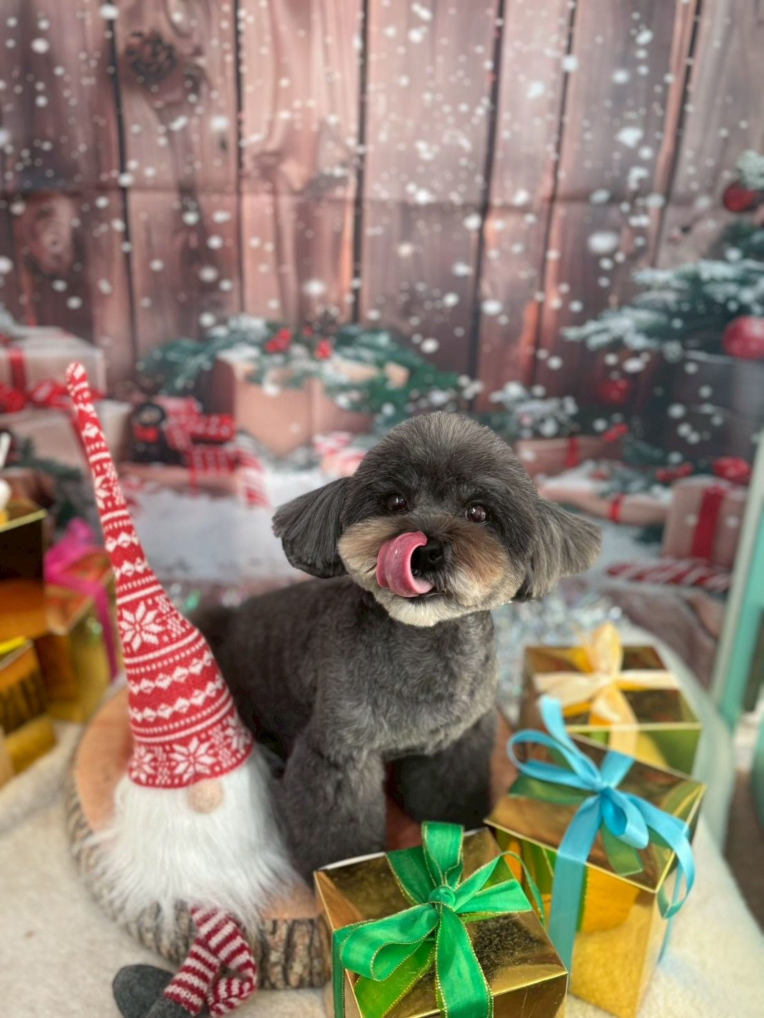 わんちゃんライフ広場