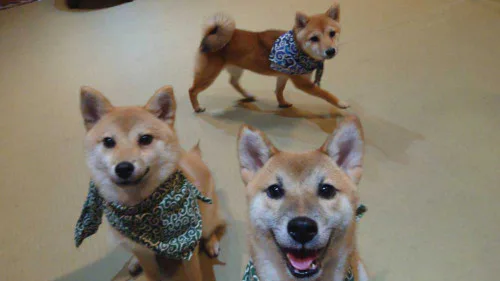 0523 pro_shiba 様用（【 たまご専門店TAMAGOYA 】 ここは、静岡県沼 