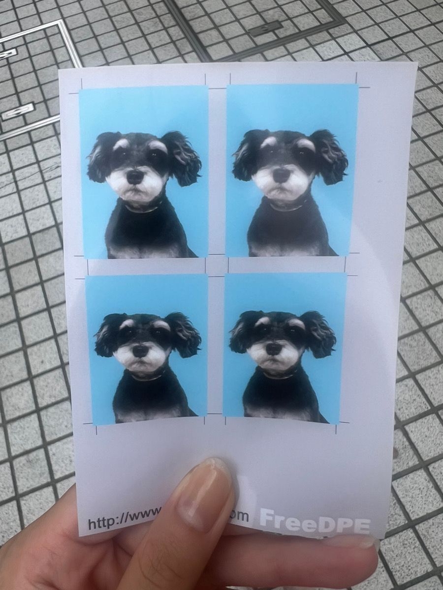 愛犬の証明写真と履歴書の作り方 #マスモトのオススメ② | わんちゃんライフ広場