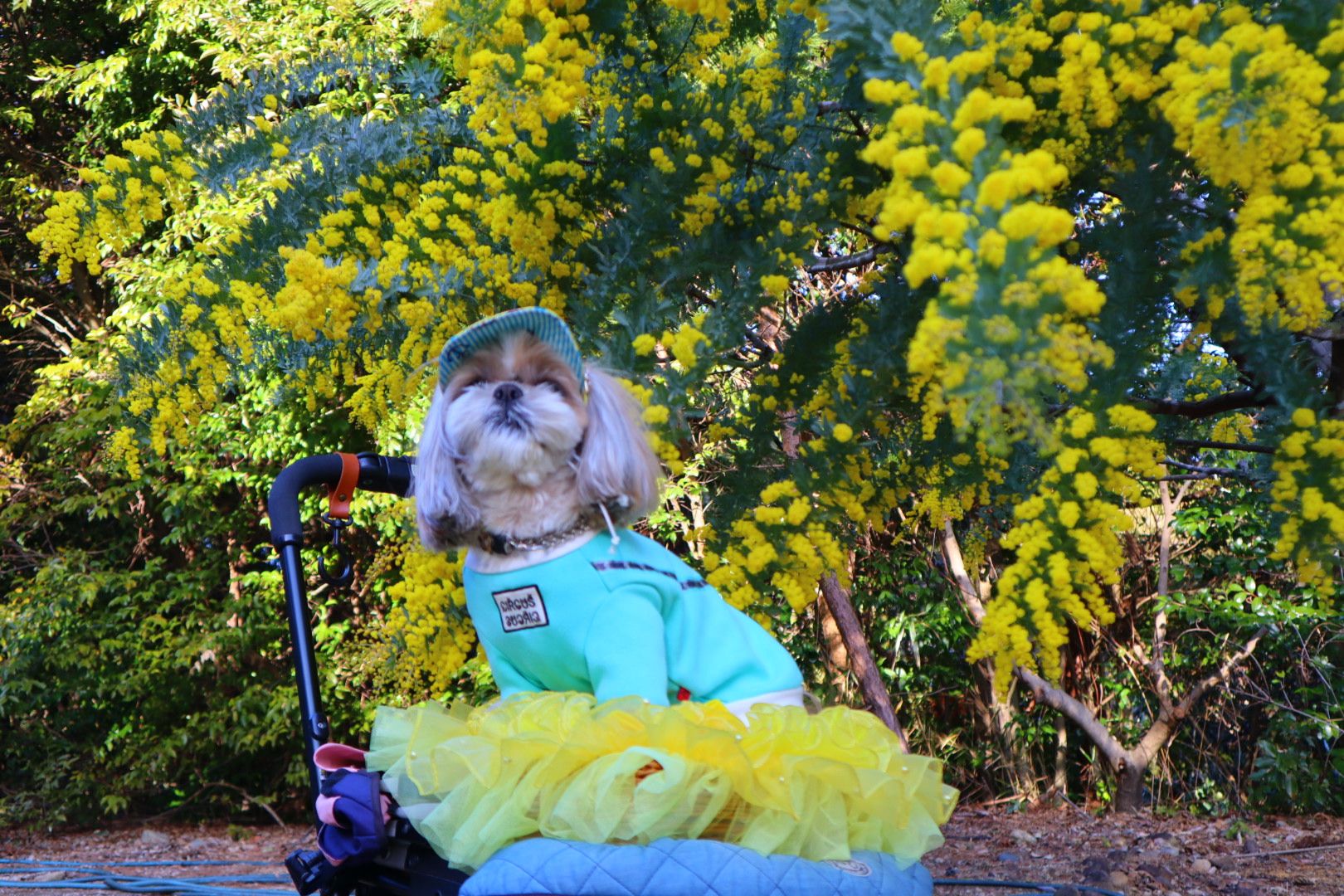 ミモザ💛 | わんちゃんライフ広場