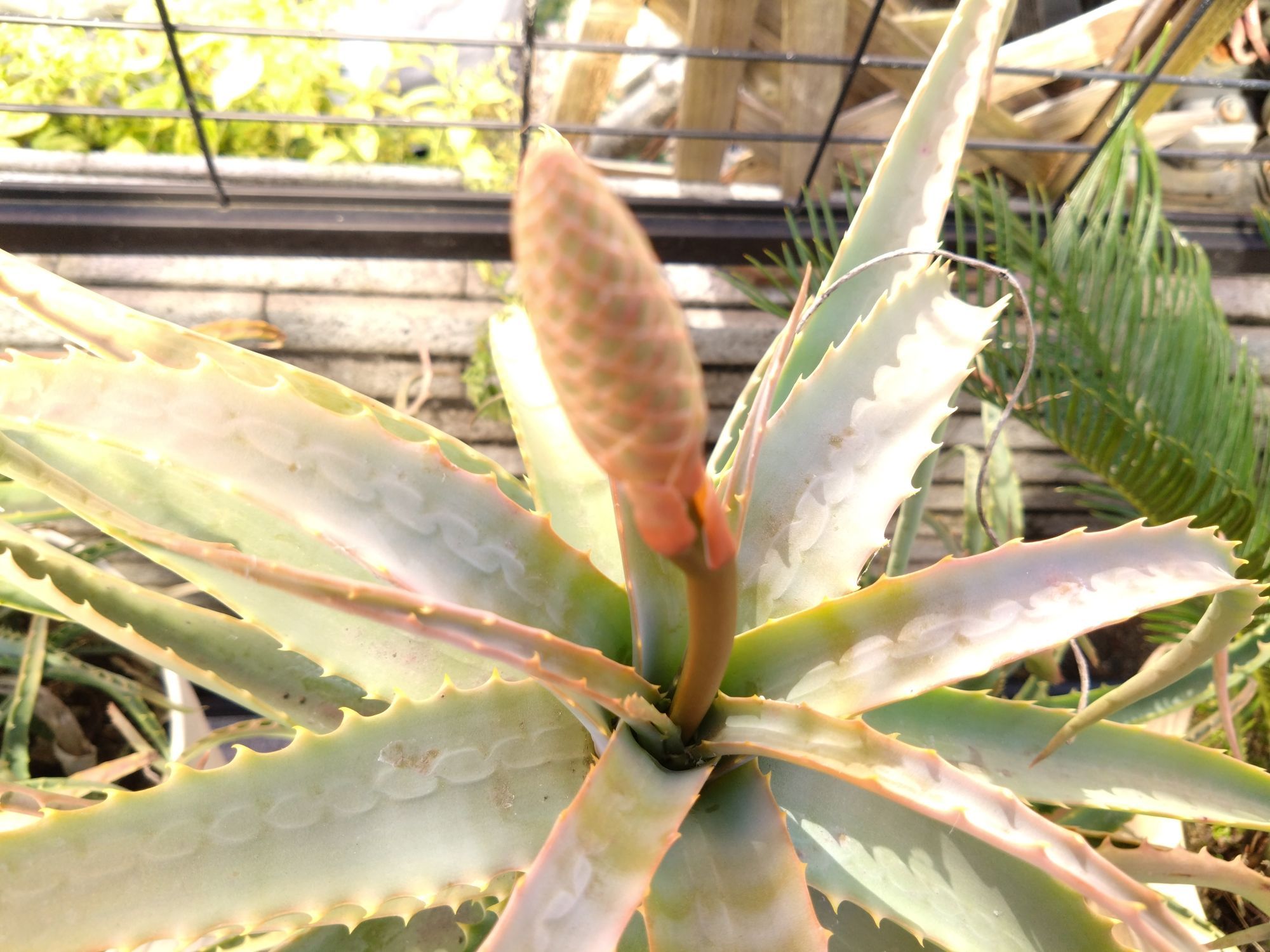 ポコでお願いします。斜めスリットナチュラルテラコッタ小サイズ ポコ様専用でお願いします。斜めスリットナチュラルテラコッタ小サイズ