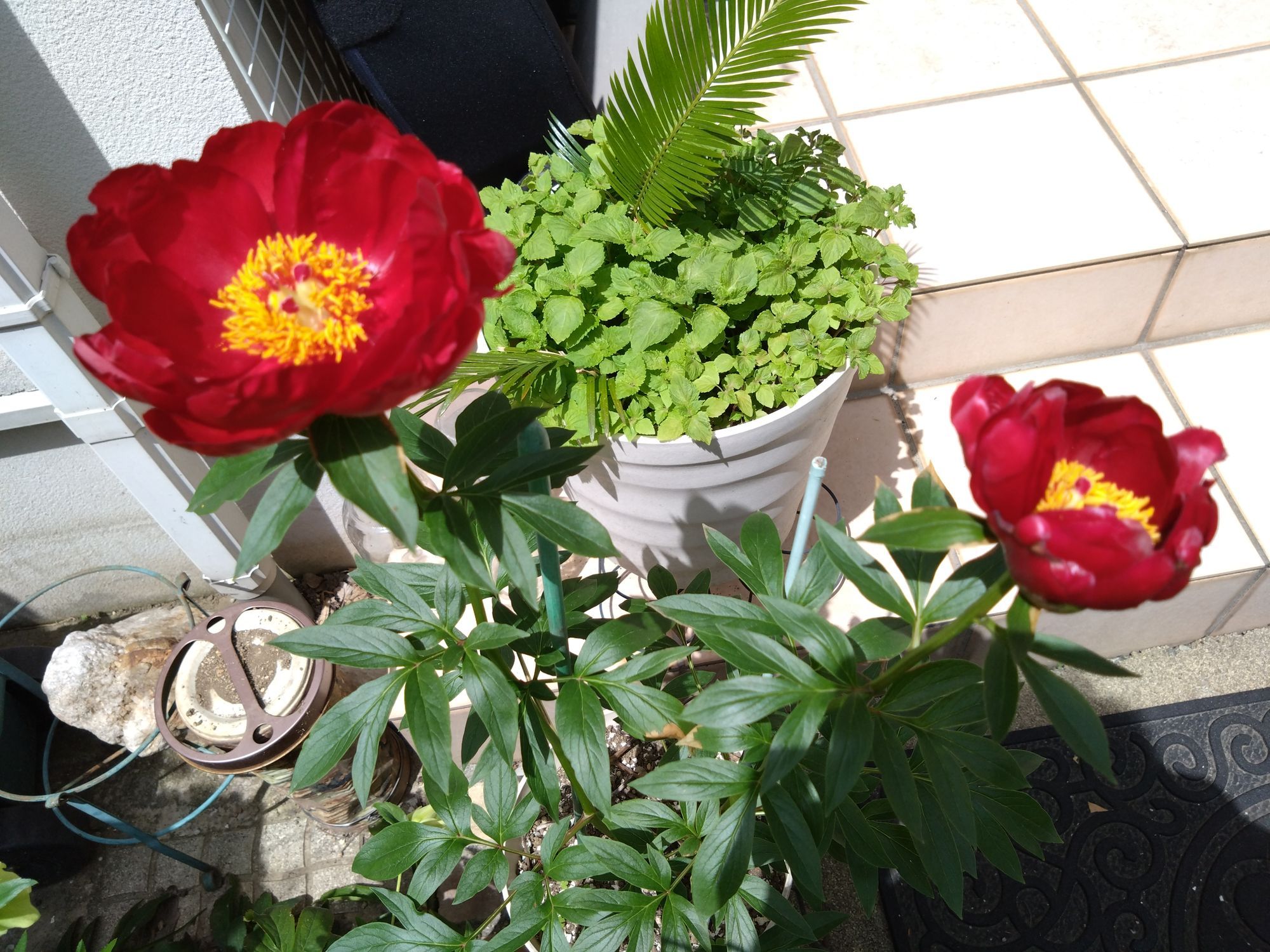 ぼたんの花が咲きました | ネスレ Ken人こみゅ