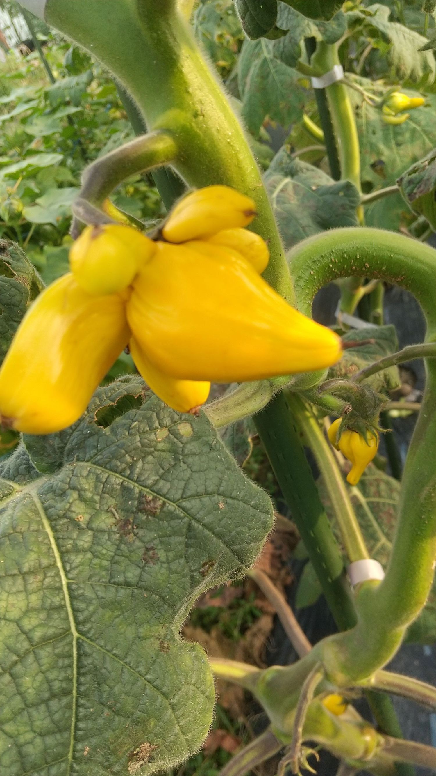 ユニークな実 フォックスフェイス苗(カナリヤナス) 約50㌢２苗 黄色の実 鑑賞 鮮やかな黄色の実が特徴！フォックスフェイスのご紹介！ | ニュース