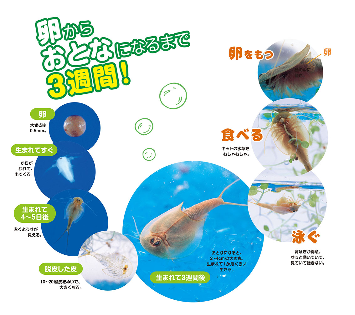 生物　完全飼育セット テトラ 水槽セット 静かなメダカ飼育セット SF-17KF フレームレスで