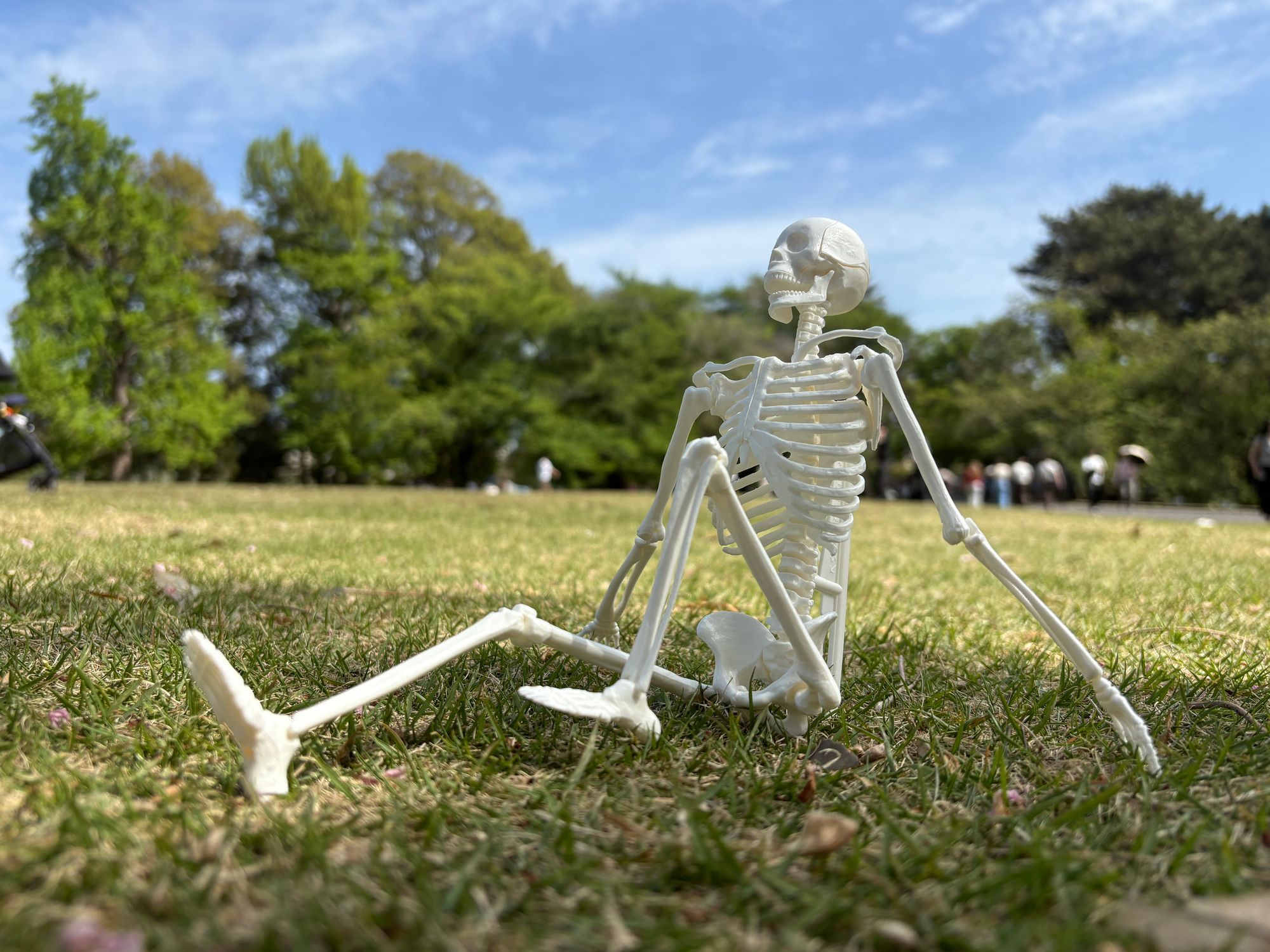 人体骨格模型組み立てキット、かわいいよ💀 | 学研の科学 あそぶんだ研究所