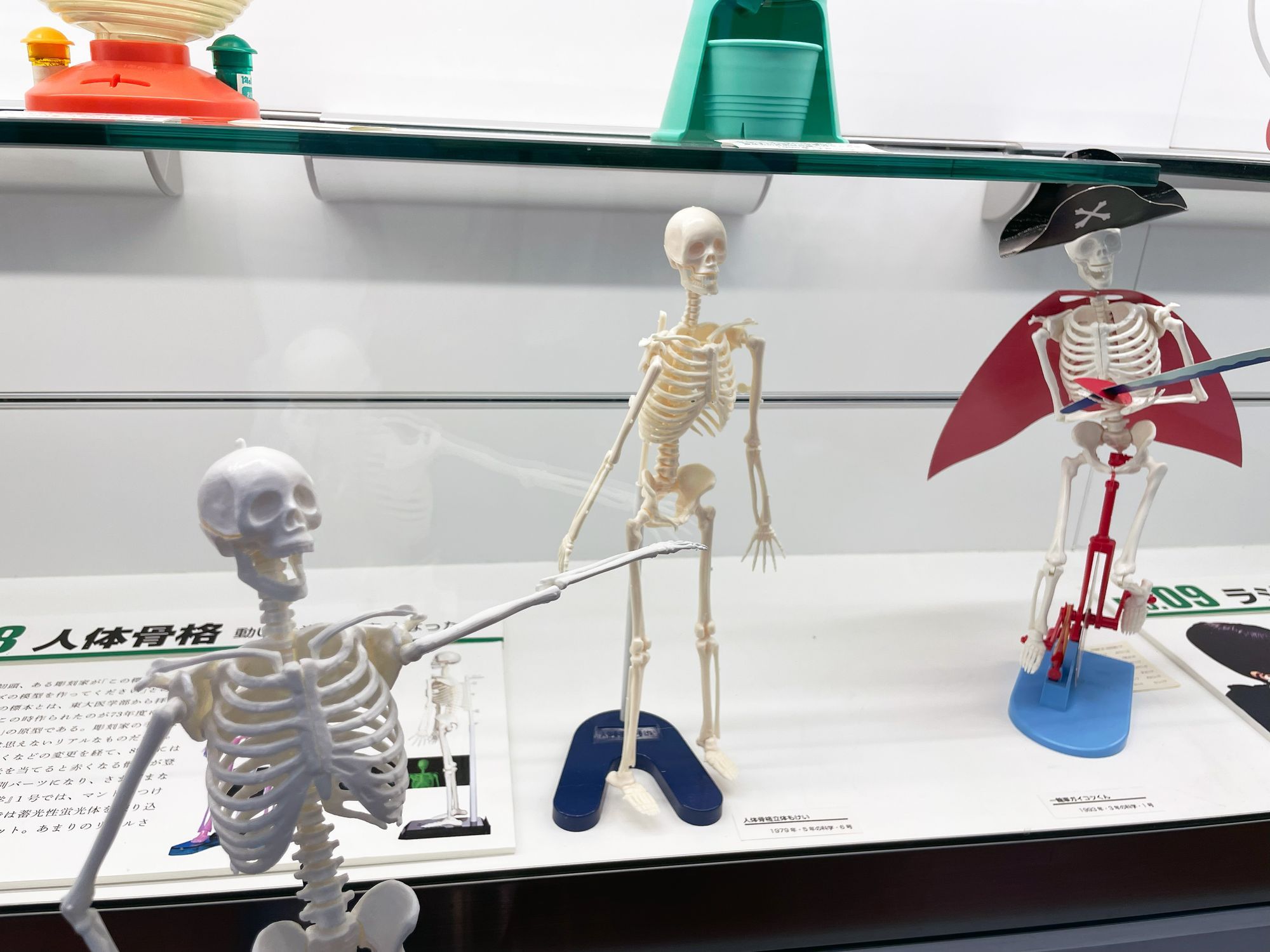 人体骨格模型と学研の歴史🦴 | 学研の科学 あそぶんだ研究所