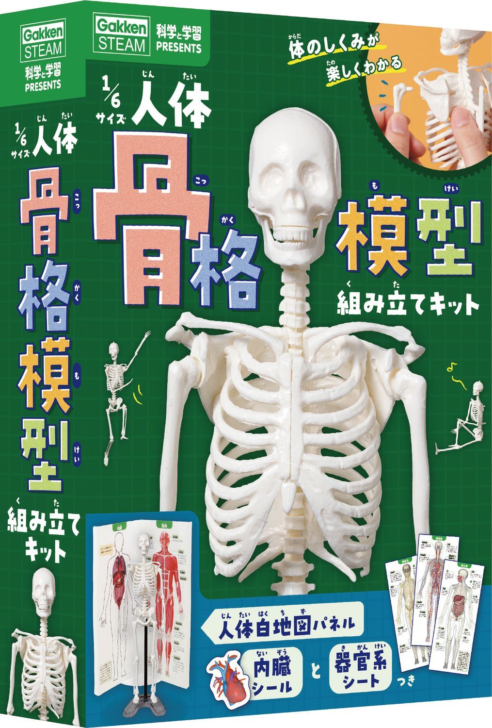 人体骨格模型組み立てキット、かわいいよ💀 | 学研の科学 あそぶんだ研究所