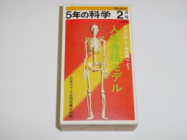 人体骨格模型と学研の歴史🦴 | 学研の科学 あそぶんだ研究所