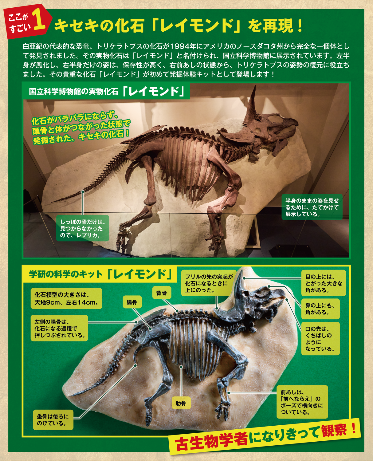 北海道アンモナイト ノジュール 化石 恐竜 体験学習 科学 イベント 