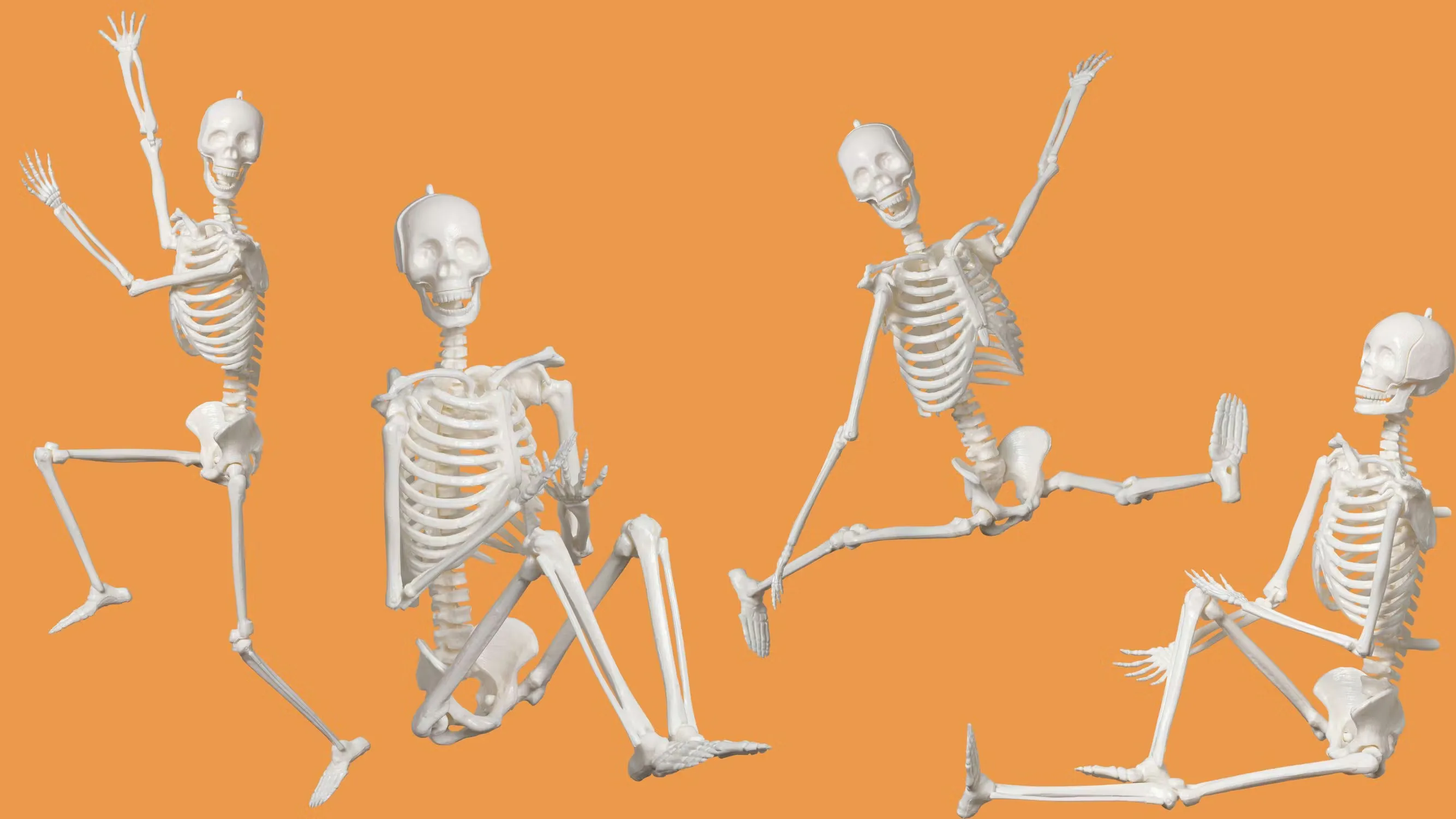 商品のくわしいご紹介💀1/6サイズ人体骨格模型組み立てキット | 学研の