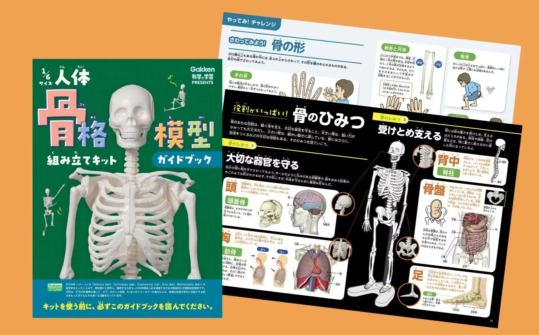 商品のくわしいご紹介💀1/6サイズ人体骨格模型組み立てキット | 学研の