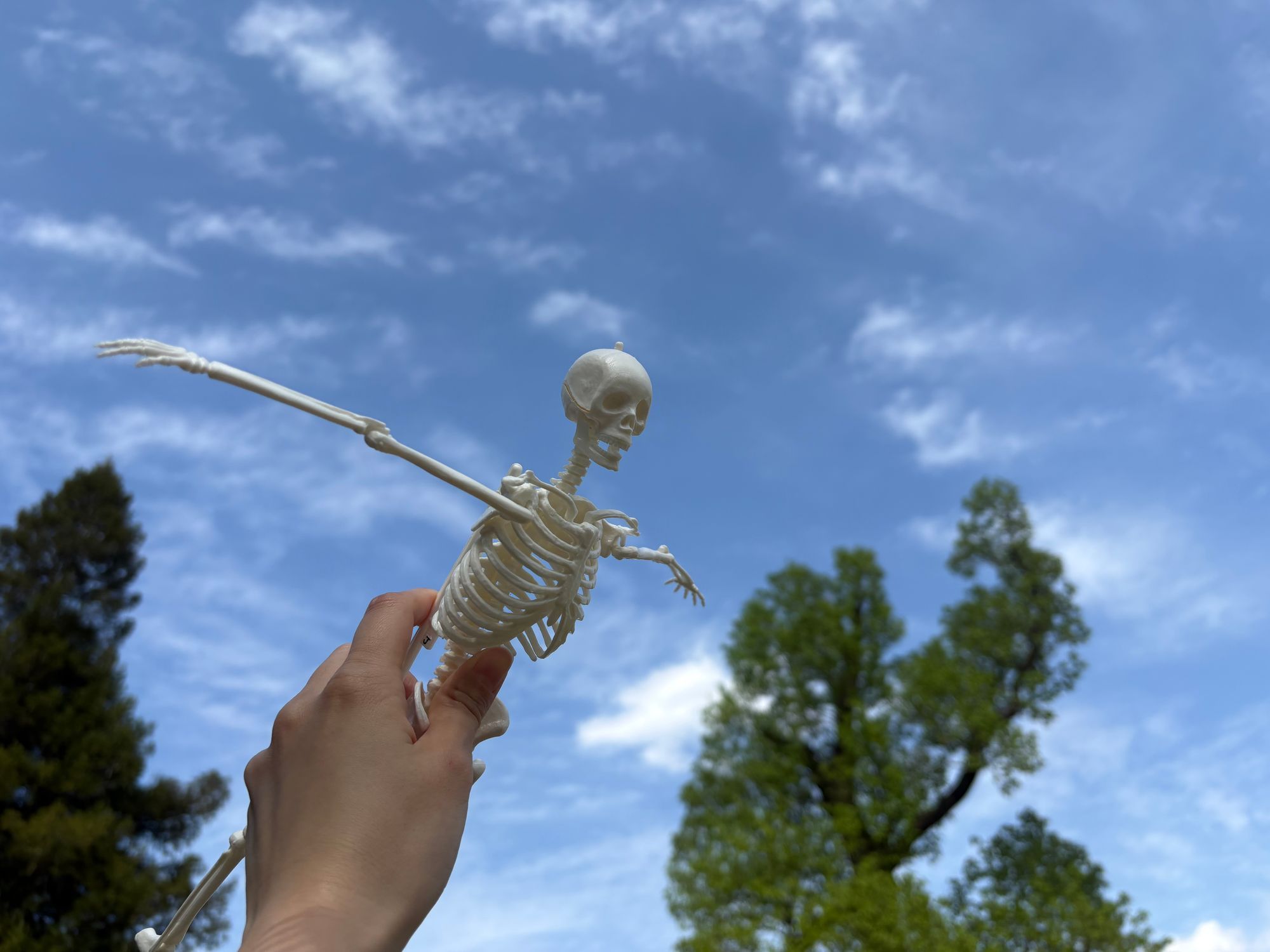 人体骨格模型組み立てキット、かわいいよ💀 | 学研の科学 あそぶんだ研究所