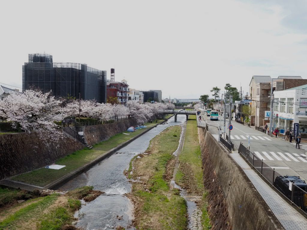 名所にならない桜達 | CLUB MAZDA COMMUNITY