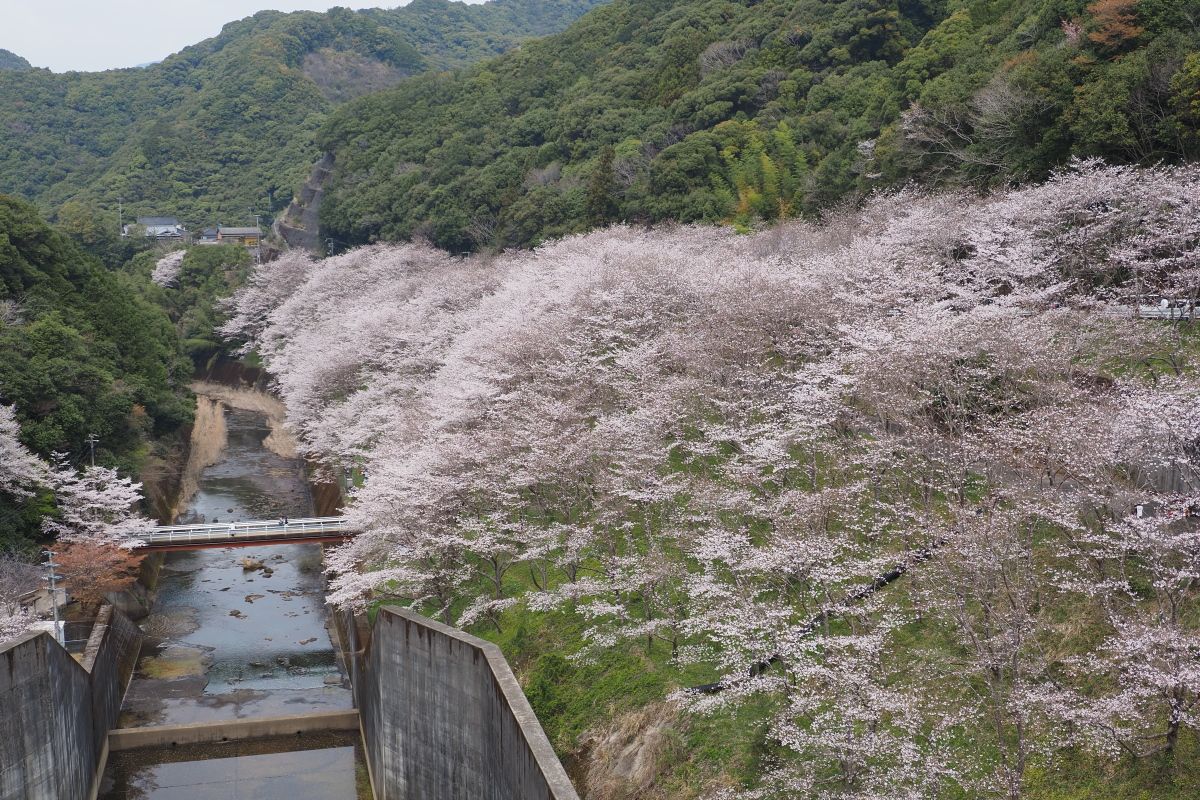 桜 2026 | CLUB MAZDA COMMUNITY