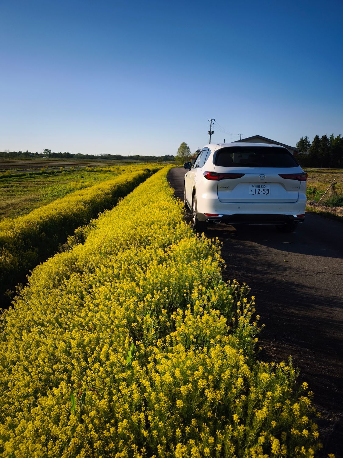 菜の花🌼とCX60🚙 | CLUB MAZDA COMMUNITY