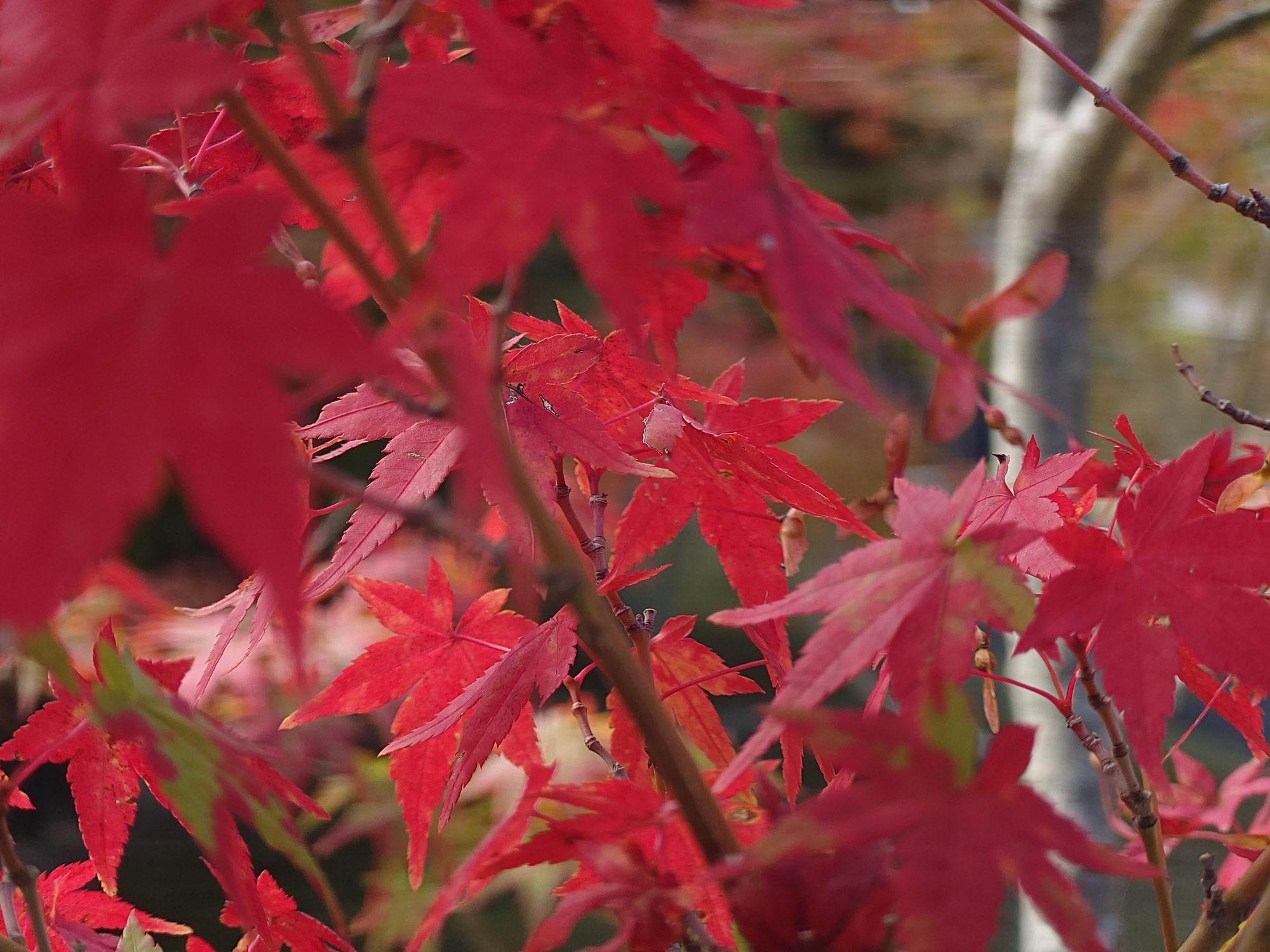 紅葉🍁 | CLUB MAZDA COMMUNITY