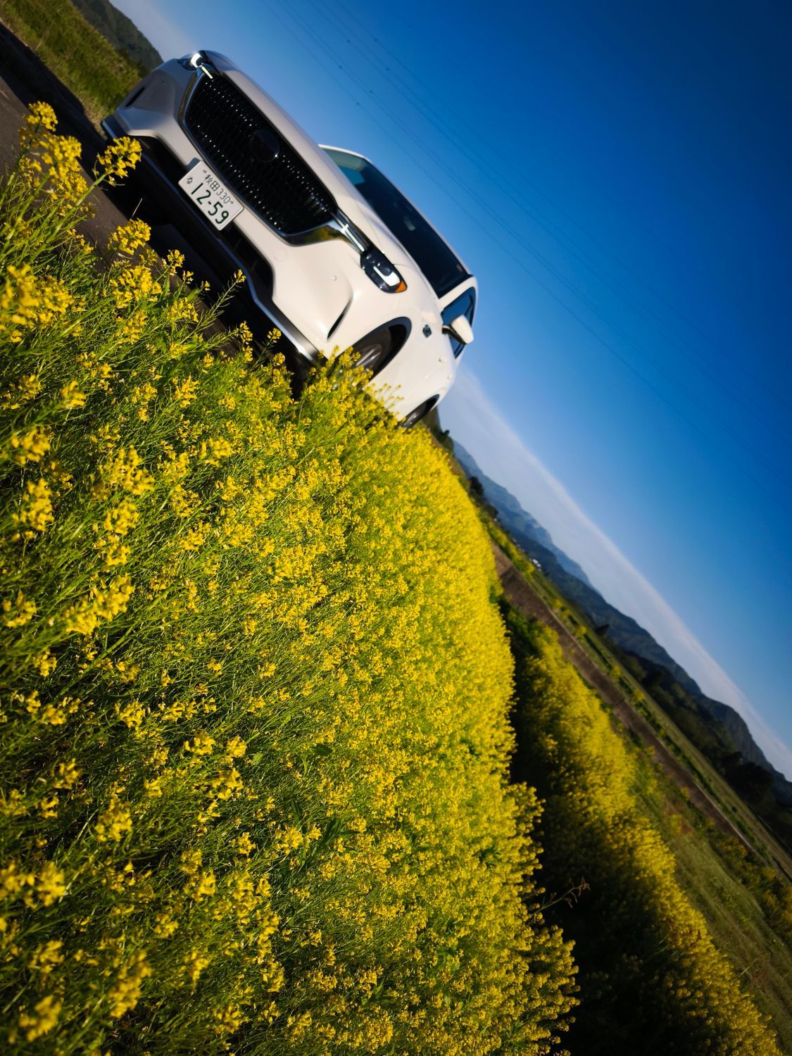菜の花🌼とCX60🚙 | CLUB MAZDA COMMUNITY