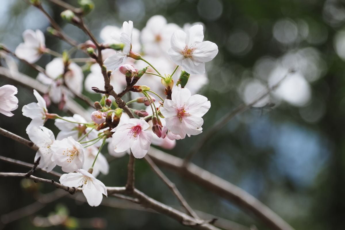 桜 2026 | CLUB MAZDA COMMUNITY