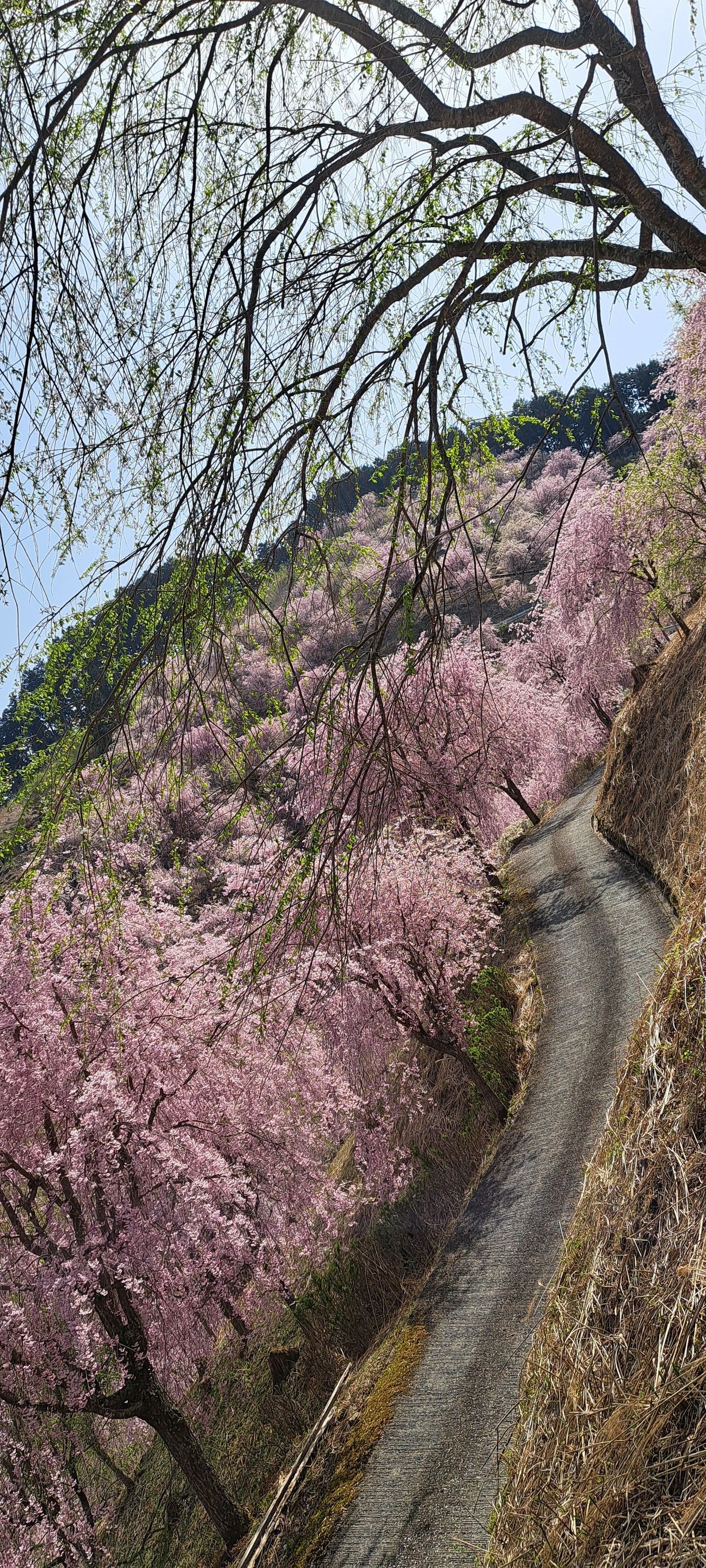 高見の郷 桜ドライブ | CLUB MAZDA COMMUNITY