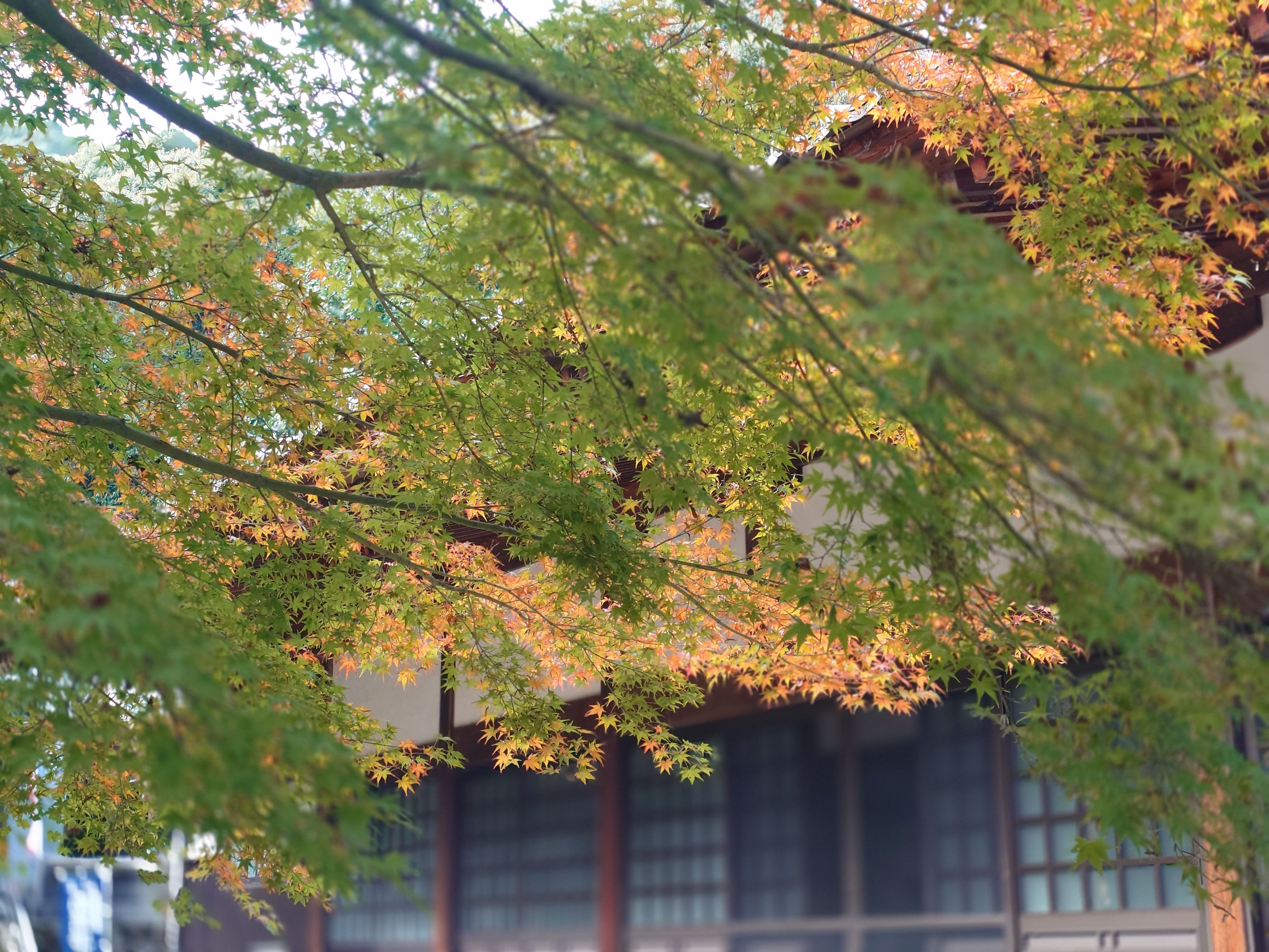 紅葉🍁 | CLUB MAZDA COMMUNITY