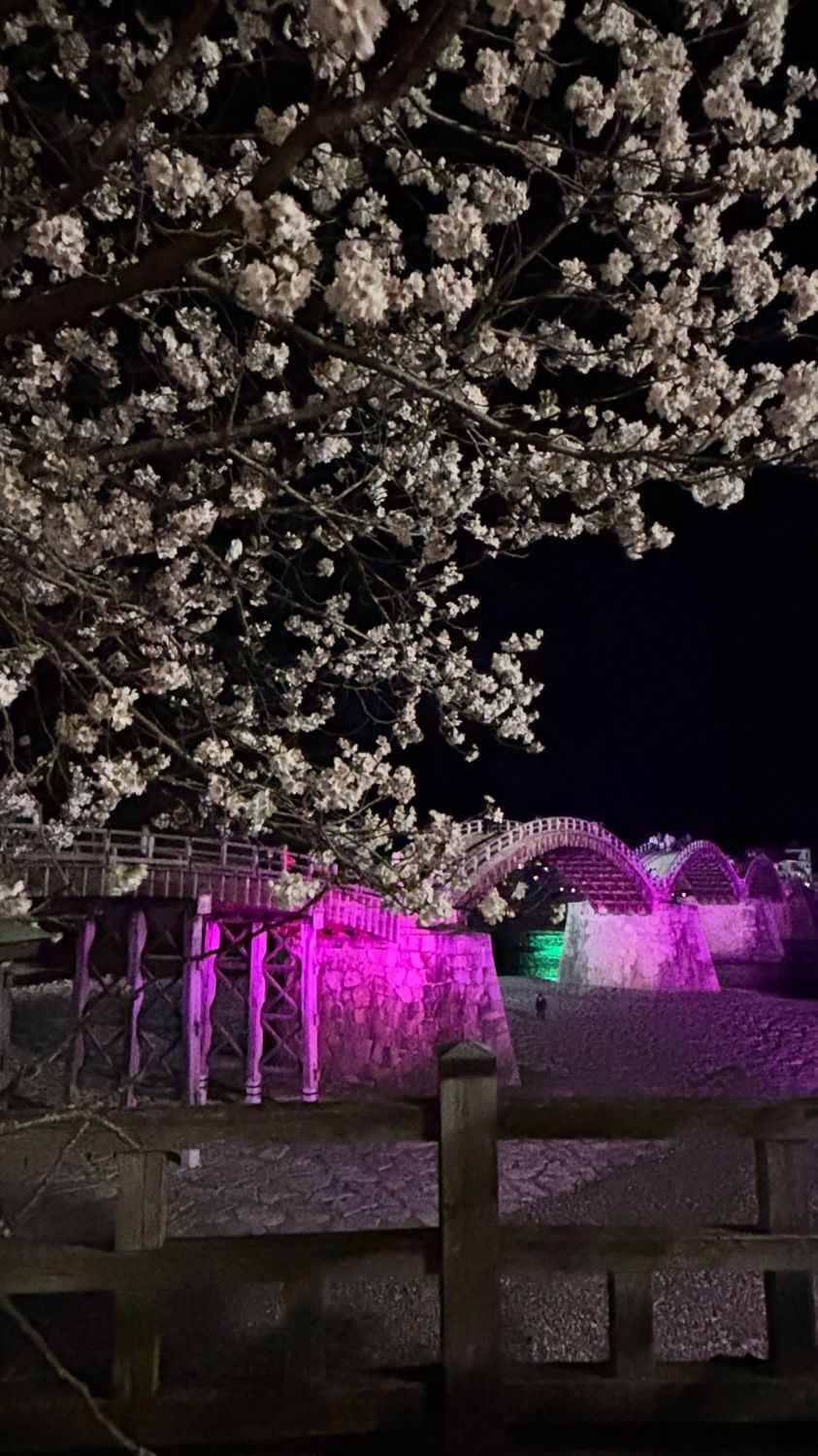 名橋 錦帯橋さくら巡り🌸山口・岩国 | CLUB MAZDA COMMUNITY