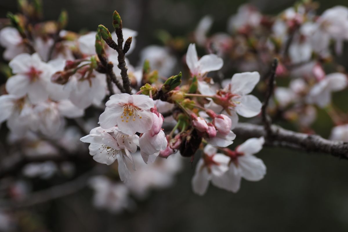 桜 2026 | CLUB MAZDA COMMUNITY